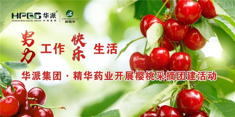 起劲事情 快乐生涯 | 华派集团·NG娱乐药业开展樱桃采摘团建活动